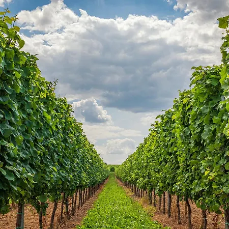 Ferienweingut Winnebeck アパート Köwerich