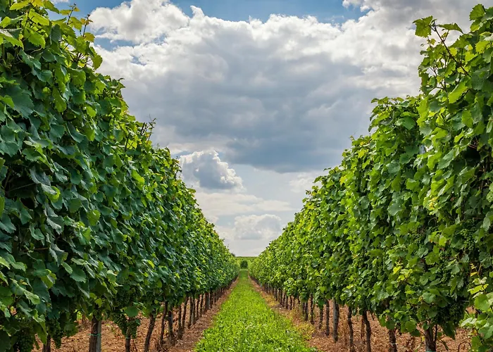 Ferienweingut Winnebeck Appartement Köwerich